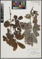 Foto von Salix aegyptiaca L.